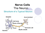 Nerve Cells