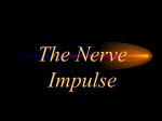 The Nerve Impulse