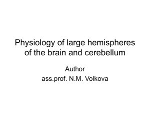 1.3 Physiology large hemispheres cerebellum