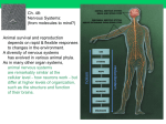 the limbic system