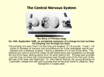 Chapter 7 Central Nervous System - kendrick