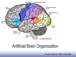 Artificial Brain Organization