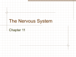 The Nervous System