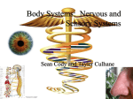 Body Systems: Nervous and Sensory Systems