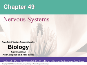 Chapter 49 Nervous Systems (working2)