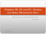 Chapter 49 and 50 Presentations-Sensory and Motor Mechanisms