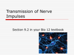 Transmission of Nerve Impulses