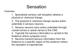 semicircular canals