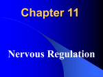 Nervous Regulation