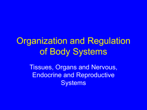 Organization and Regulation of Body Systems Tissues, Organs and Nervous, Endocrine and Reproductive