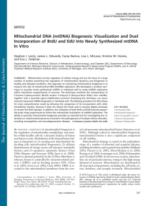 Mitochondrial DNA (mtDNA) Biogenesis: Visualization and Duel