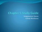 Chapter 5 Study Guide