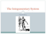 The Integumentary System