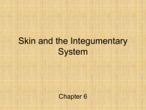 Skin and the Integumentary System - Bio-Guru