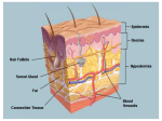 Kind of lesions in dermatology 1