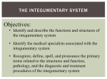 The Integumentary System