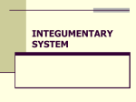 INTEGUMENTARY SYSTEM - Welcome to the Health Science …