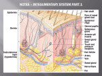 Integumentary System Notes Part 1