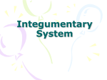 Power Point-The Integumentary System