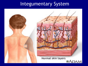 CHAPTER 5: The Integumentary System