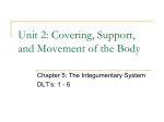 Integumentary System DLT`s 1-6