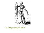 The Integumentary System