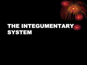 THE INTEGUMENTARY SYSTEM