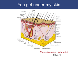 epidermis