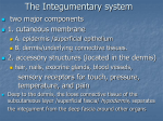 The Integumentary system - DOCEGG ANATOMY SITE docegg.com