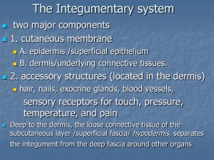 The Integumentary system - DOCEGG ANATOMY SITE docegg.com