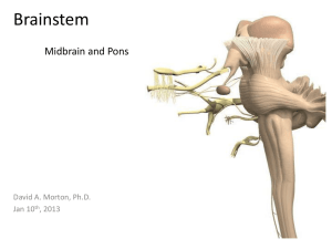 Brainstem (Midbrain/Pons) PP