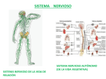 ppt médula espinal y protección snc