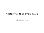 Anatomy of the Female Pelvis - UQMBBS-2013
