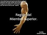 Miembro superior (743702)