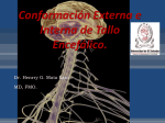 7 Conformación interna y externa de medula tallo cerebral