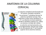 ANATOMIA DE LA COLUMNA CERVICAL