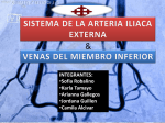 arterias de la pierna - From Girls to Doctors