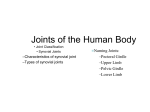 Joints of the Human Body