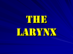 The Larynx