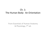 Ch. 1: The Human Body: An Orientation
