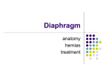 Diaphragm