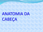 anatomia_cabeca