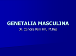 genetalia masculina-wk
