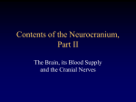 Contents of Neurocranium II