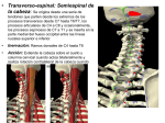 MOVIMIENTOSDELACOLUMNAVERTEBRAL3aparte2