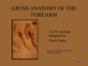 GROSS ANATOMY OF THE FOREARM