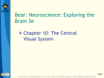 The Central Visual System
