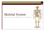 Skeletal System