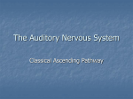 The Auditory Nervous System
