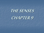 CHAPTER 11: SPECIAL SENSES: The Eyes and Ears
